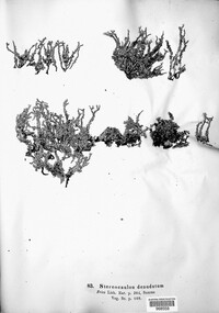 Stereocaulon vesuvianum image